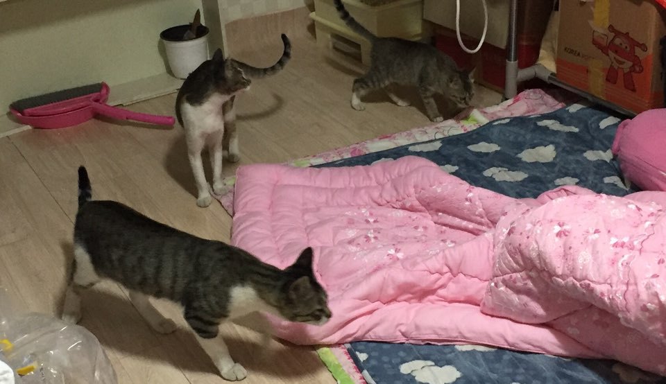 내 고양이 아님...........제 2탄 ㅠㅠ | 인스티즈