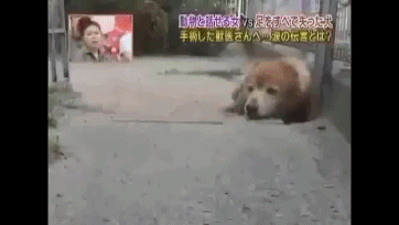  사지가 절단된 강아지 타로의 마음 | 인스티즈