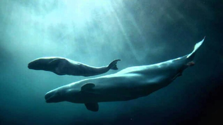 심장이 자동차만한 지구에서 가장 거대한 동물 | 인스티즈