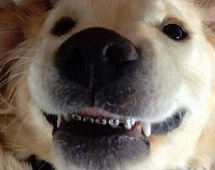 치아교정한 댕댕이 | 인스티즈