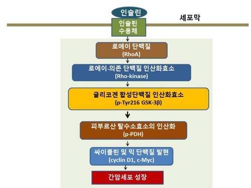 인슐린이 간암 세포 성장 촉진한다 | 인스티즈