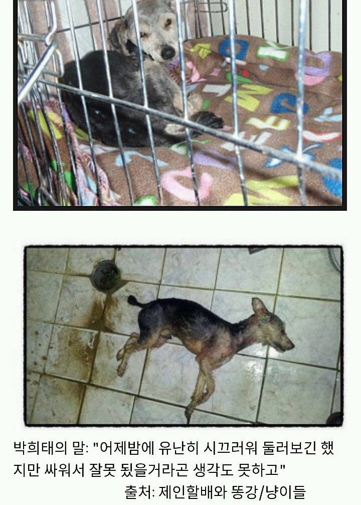 아산에서 또다시 희생당하는 동물이 나타나지않게 서명하자!(사진 끔찍주의) | 인스티즈