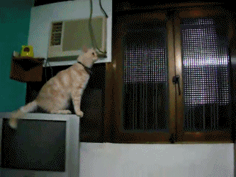 고양이의 놀라운 점프력 | 인스티즈