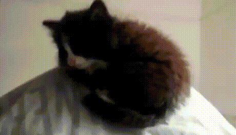 고양이 착시효과 | 인스티즈