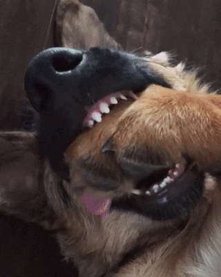 고기먹는 꿈을 꿨는데 발이 아프다...gif | 인스티즈