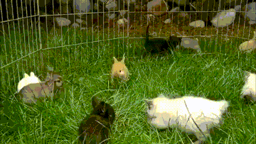 토끼와 함께 자란 고양이.gif | 인스티즈