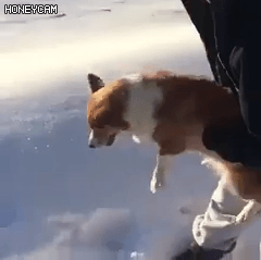 던져지는 강아지.gif | 인스티즈