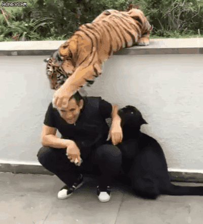 냥이들의 살벌한 그루밍 | 인스티즈