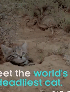 아프리카 작은 고양이 | 인스티즈