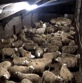 우리 중에 스파이가 있는 것 같아.gif | 인스티즈