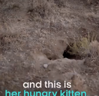 아프리카 작은 고양이 | 인스티즈