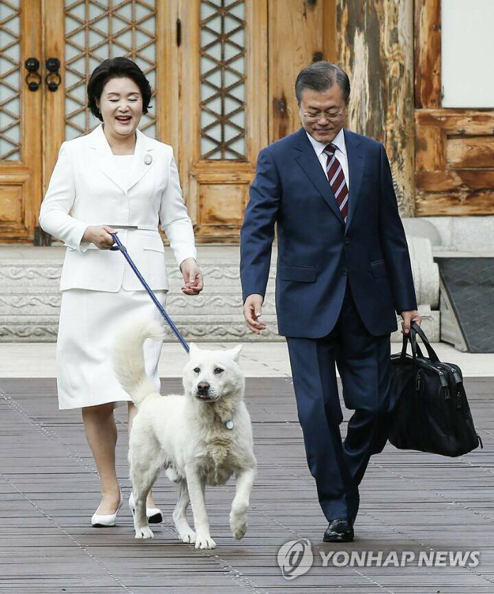 이제 동물칭구칭긔들 다섯마리 모여사는 대통령 관저💙 | 인스티즈