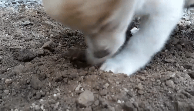 땅파는 짱절미.gif | 인스티즈