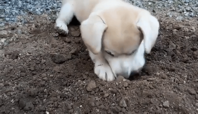 땅파는 짱절미.gif | 인스티즈