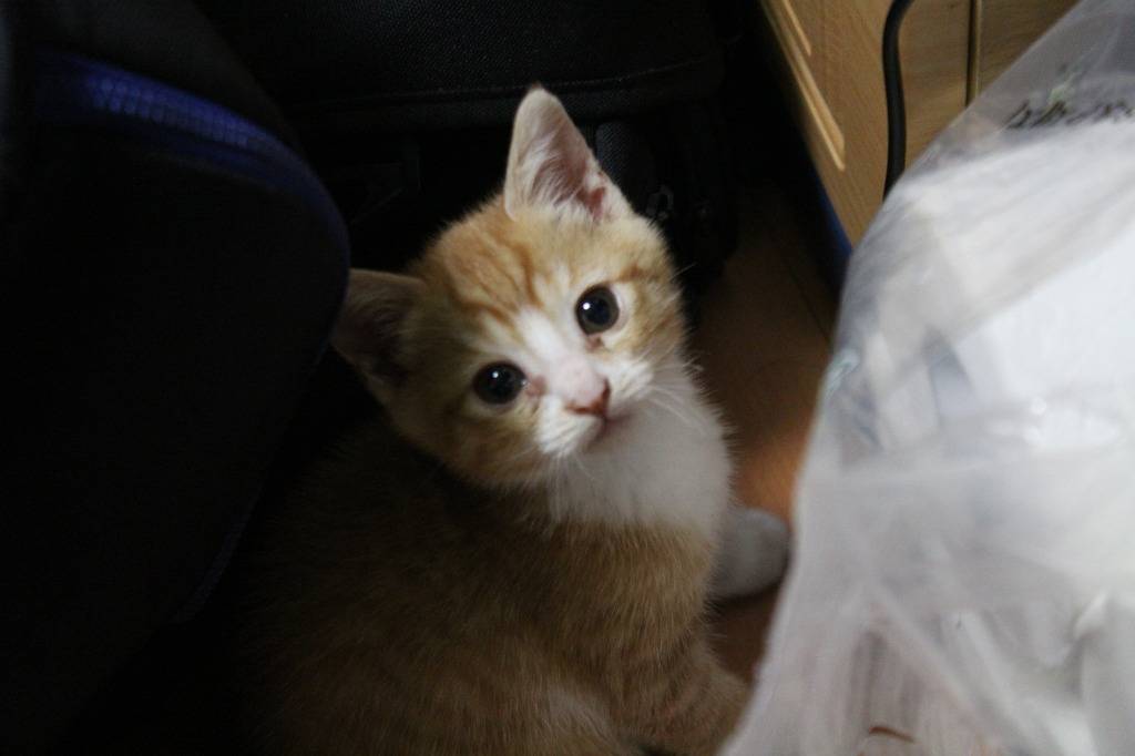 호냥호냥한 하루.제 4탄 | 인스티즈