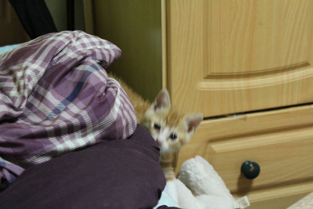 호냥호냥한 하루.제 4탄 | 인스티즈