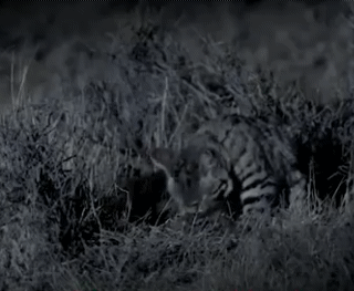 아프리카 작은 고양이 | 인스티즈