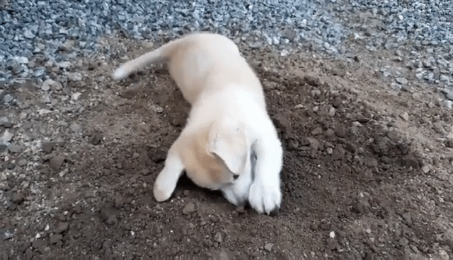 땅파는 짱절미.gif | 인스티즈