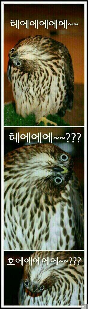 호냥호냥한 하루.제 4탄 | 인스티즈