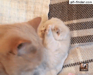 고양이의 자식 사랑 .gif | 인스티즈