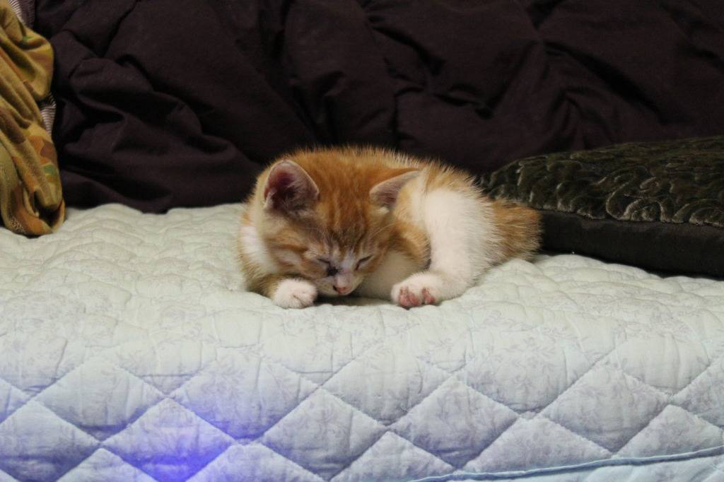 호냥호냥한 하루.제 4탄 | 인스티즈