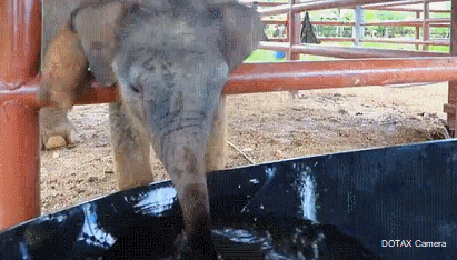 아직 물을 제대로 못마시는 아기코끼리 | 인스티즈