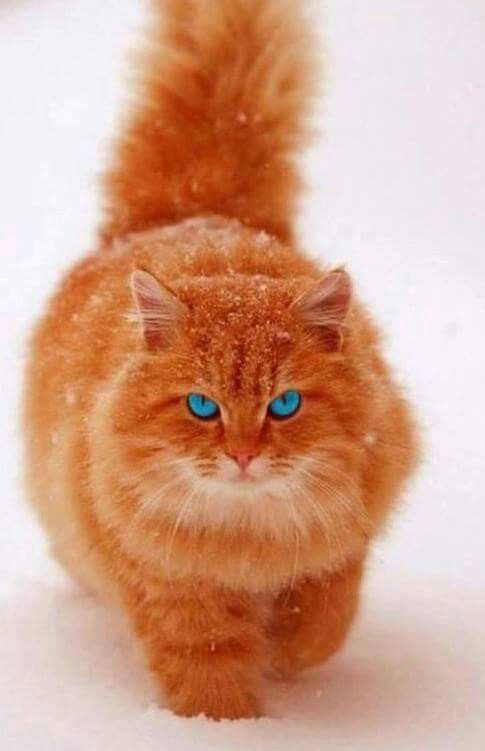 이런 고양이 본 적 있어? | 인스티즈