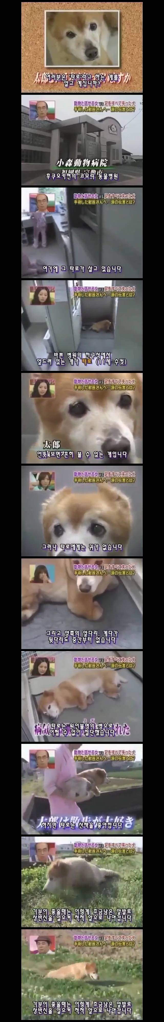  사지가 절단된 강아지 타로의 마음 | 인스티즈