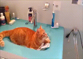 고양이 앞에서 전동치솔을 작동시키면?.gif | 인스티즈