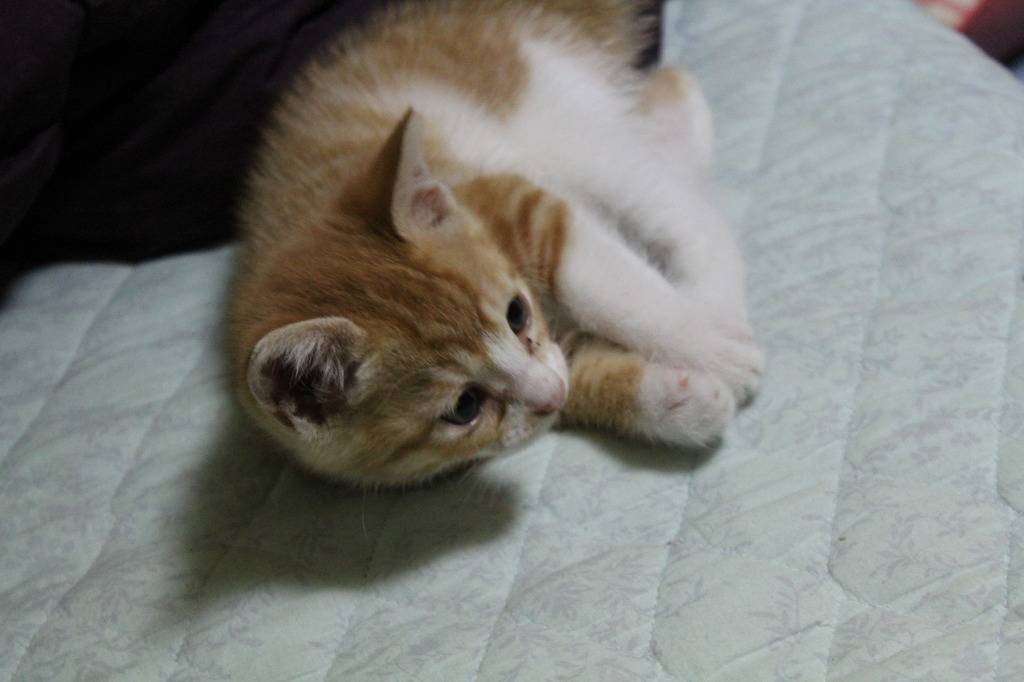 호냥호냥한 하루.제 4탄 | 인스티즈