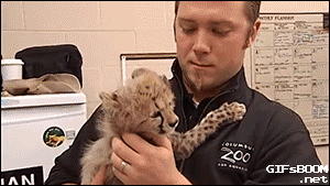 맹수들의 카리스마 넘치는 모습들 | 인스티즈