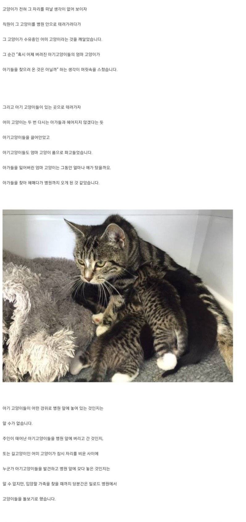 동물병원 찾아가 잃어버린 새끼와 재회한 고양이.jpg | 인스티즈