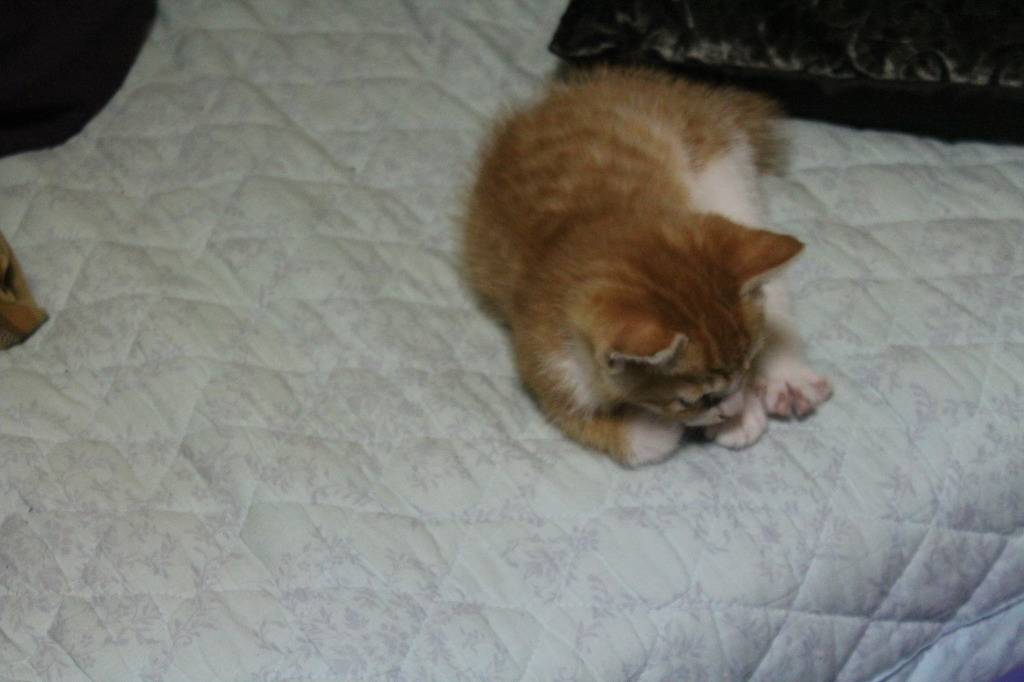 호냥호냥한 하루.제 4탄 | 인스티즈