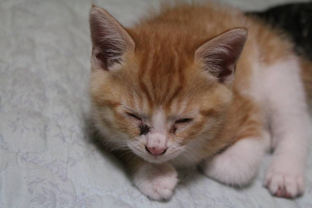 호냥호냥한 하루.제 4탄 | 인스티즈