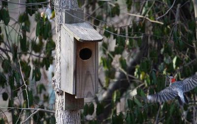 새가 외출한 사이 집을 차지한 다람쥐 | 인스티즈