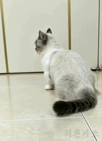 꾹꾹이 연습할 시간이다 | 인스티즈