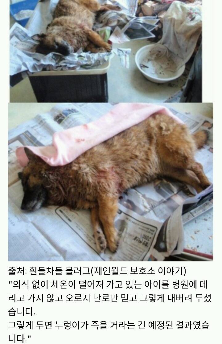 아산에서 또다시 희생당하는 동물이 나타나지않게 서명하자!(사진 끔찍주의) | 인스티즈