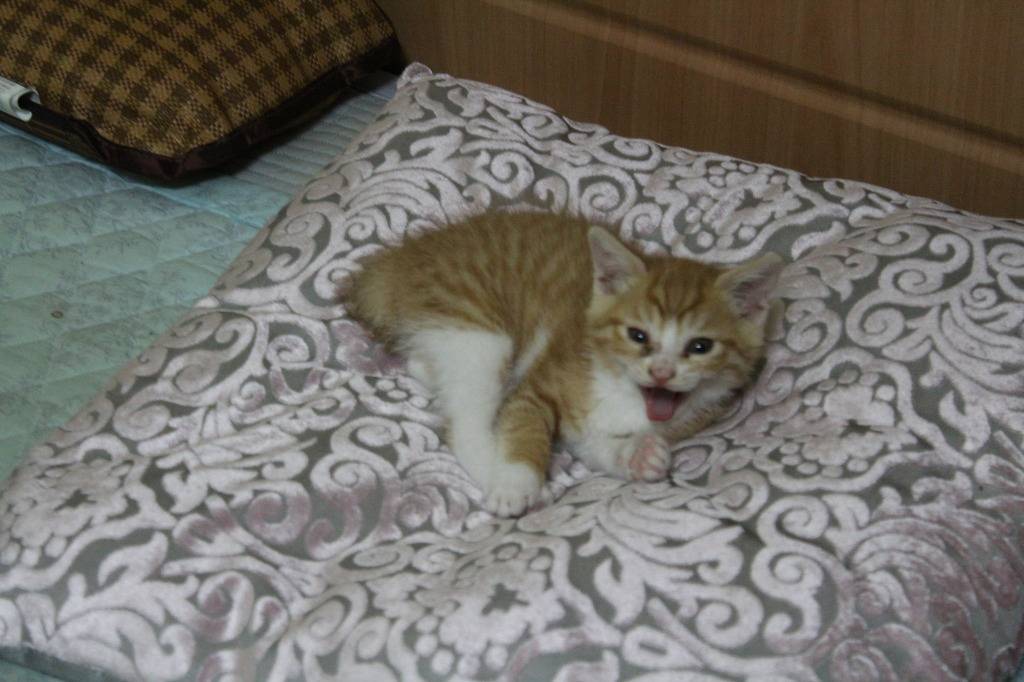 호냥호냥한 하루.제 4탄 | 인스티즈