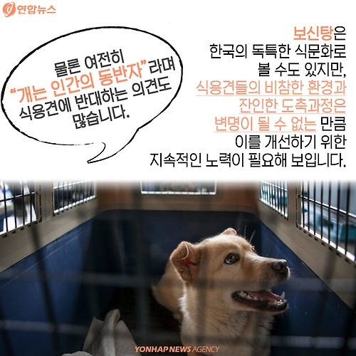 복날의 개를 좋아하세요? | 인스티즈