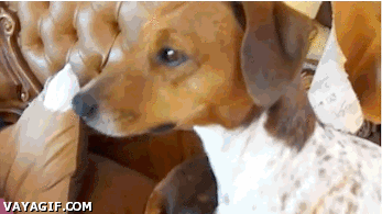 견 비글도 하게 만드는 냥이.gif | 인스티즈