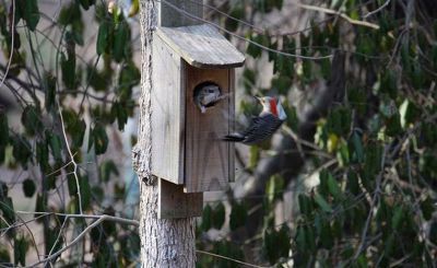새가 외출한 사이 집을 차지한 다람쥐 | 인스티즈