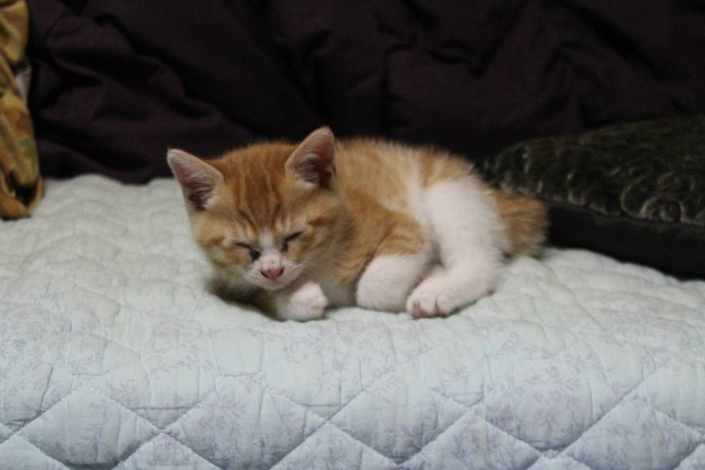 호냥호냥한 하루.제 4탄 | 인스티즈