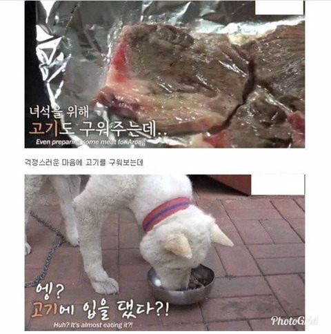 친구의 죽음에 식사를 거부한 댕댕이.jpg | 인스티즈