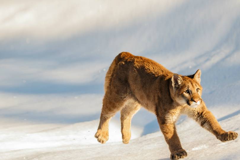 맹수들의 카리스마 넘치는 모습들 | 인스티즈