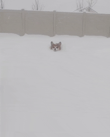 코기의 험난한 겨울 | 인스티즈