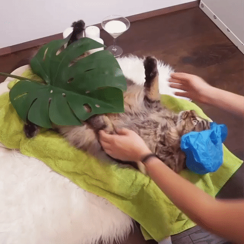 고양이 풀코스.gif | 인스티즈