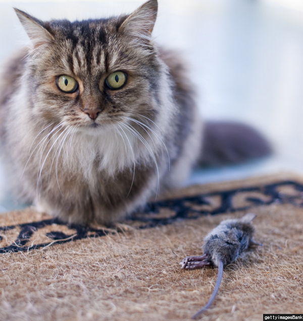 반려묘가 당신을 사랑하고 있다는 9가지 신호 | 인스티즈
