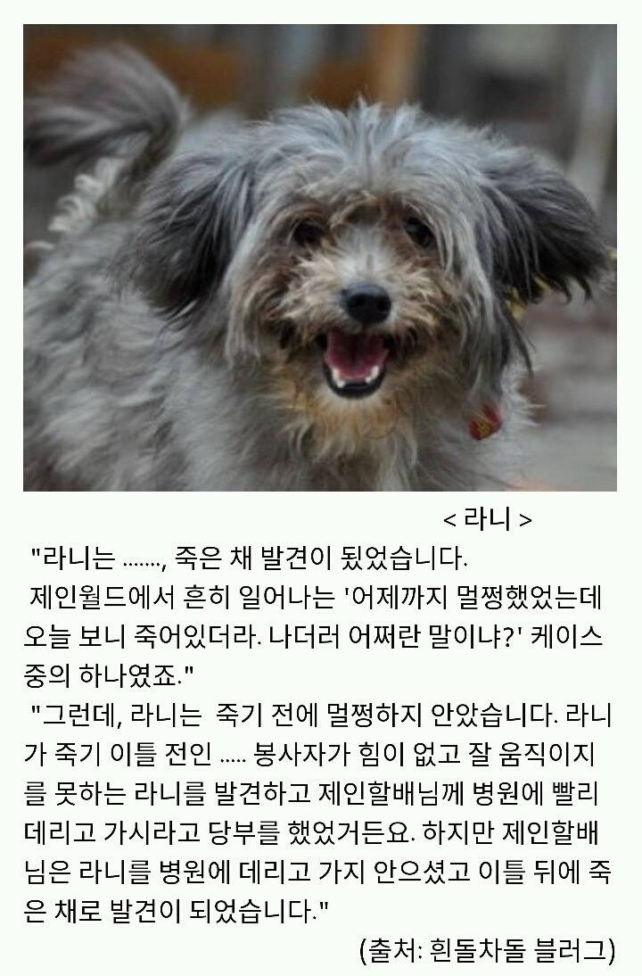 아산에서 또다시 희생당하는 동물이 나타나지않게 서명하자!(사진 끔찍주의) | 인스티즈