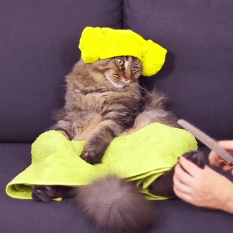 고양이 풀코스.gif | 인스티즈