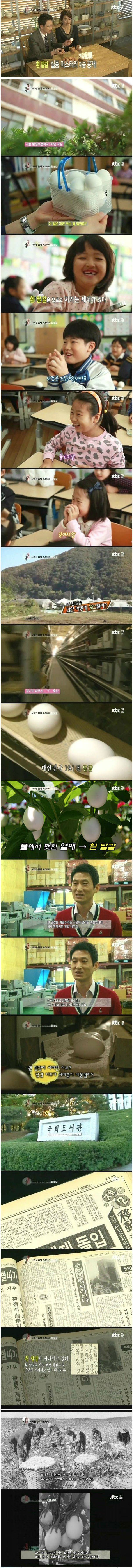 멸종위기인 달걀나무"계란수" | 인스티즈